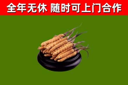 樟木头镇烟酒回收冬虫夏草.jpg